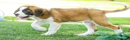 Saint Bernard dogs for sale: Wendeline Saint Bernard  - Ad 4