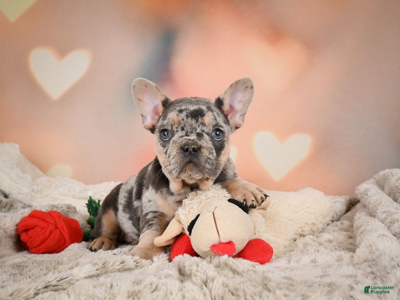 French Bulldog dogs Amy - Ad 2