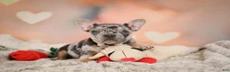 French Bulldog dogs for sale: Amy - Ad 2