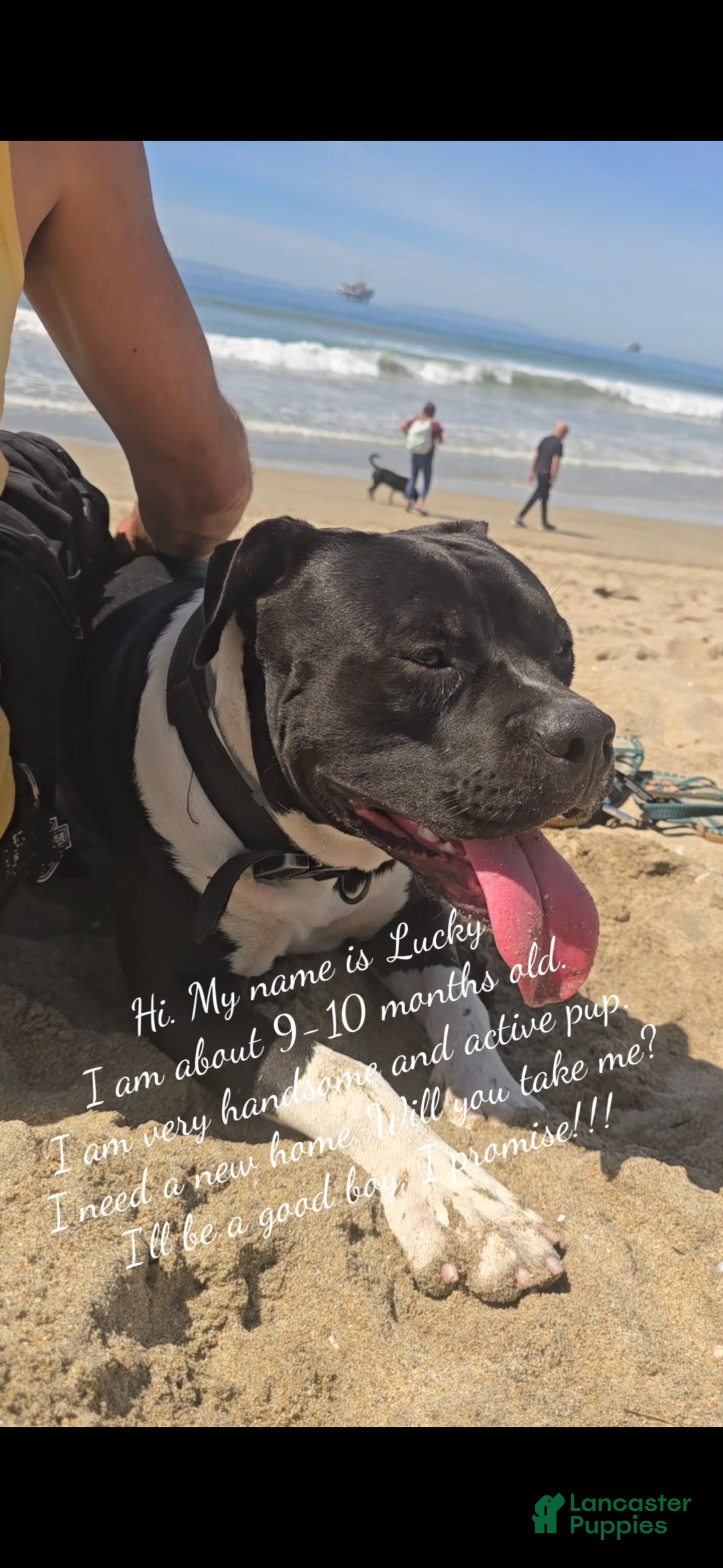 American Pit Bull Terrier dogs American Pit Bull Terrier Puppy 1 - Ad 1