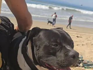 American Pit Bull Terrier dogs American Pit Bull Terrier Puppy 1 - Ad 1