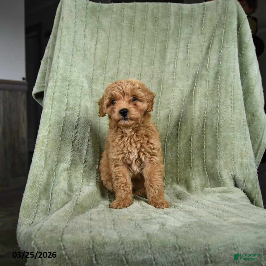 Cockapoo dogs Bluebell  - Ad 2