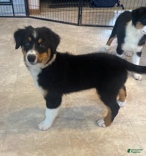Australian Shepherd dogs Rex - Ad 1