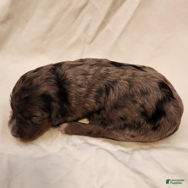Mini Aussiedoodle dogs for sale: Misty Female Blue Merle - Ad 8