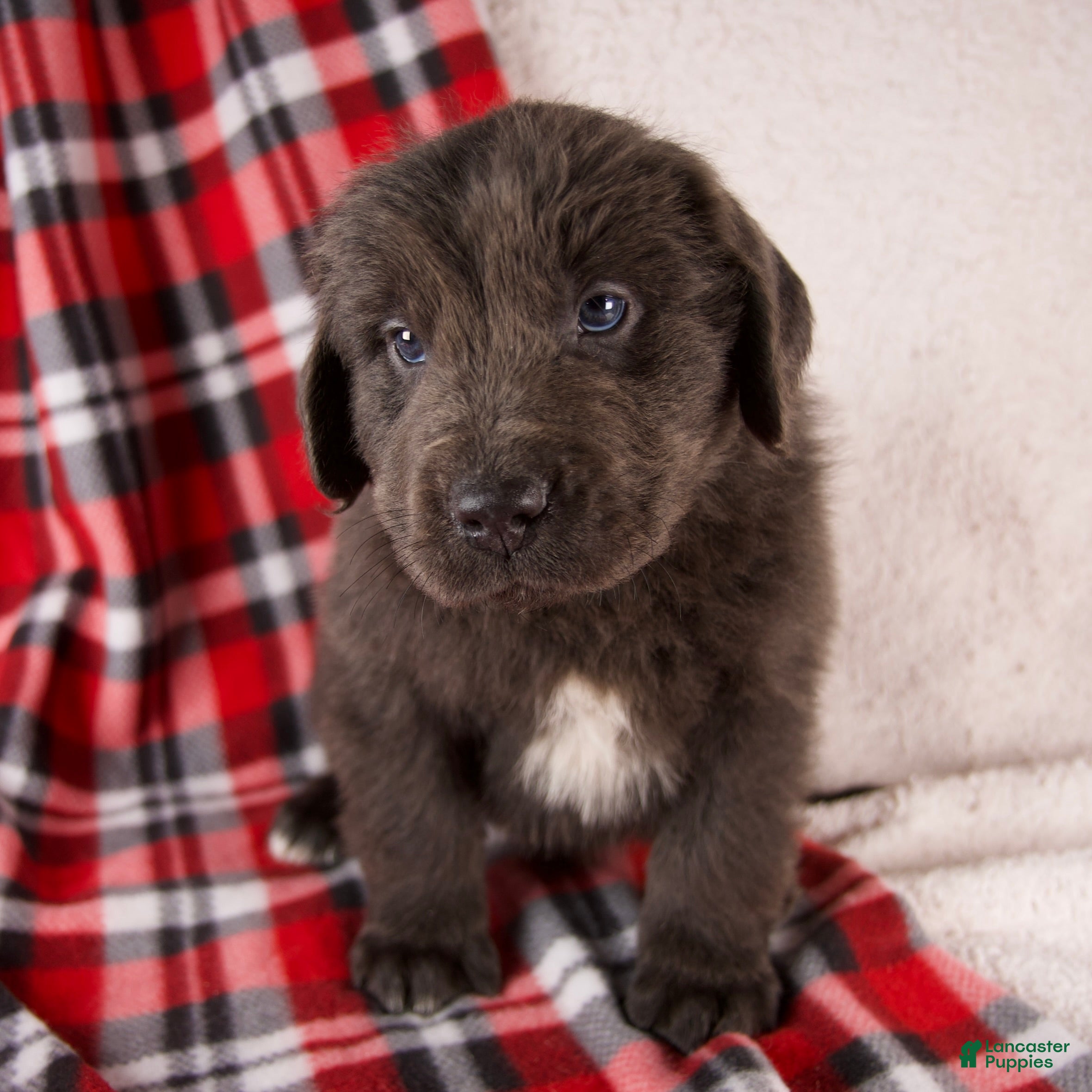 Newfoundland dogs Flash - Ad 2