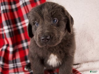 Newfoundland dogs Flash - Ad 35