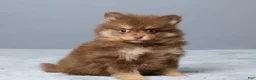 Pomeranian dogs for sale: Lyn - Ad 3