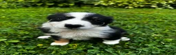 Australian Shepherd dogs for sale: Glory - Ad 3