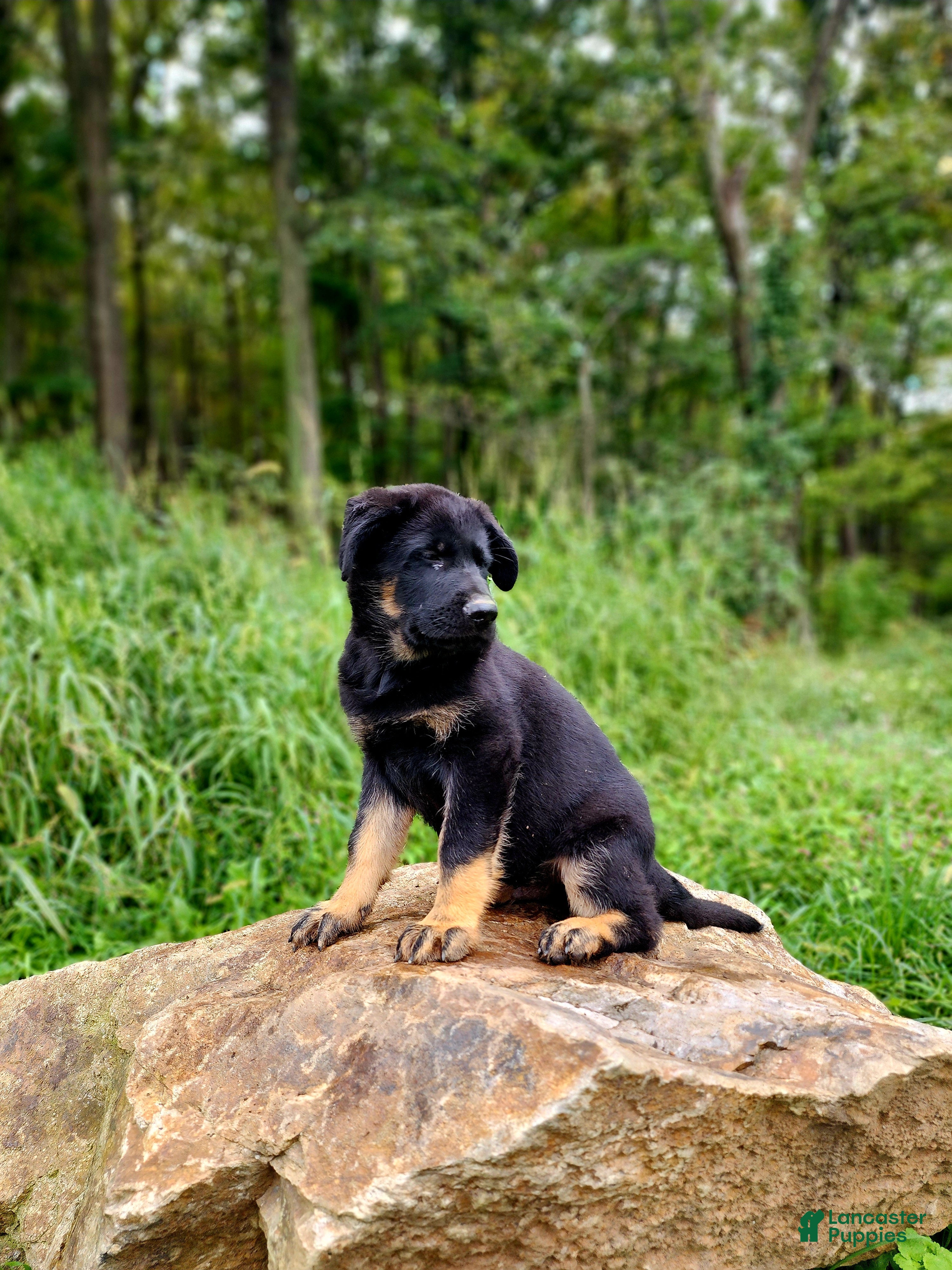 German Shepherd dogs  Tar - Ad 2