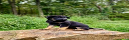 German Shepherd dogs for sale:  Tar - Ad 2
