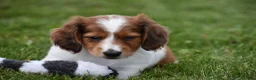 Miniature Dachshund dogs for sale: Cosmo - Ad 7