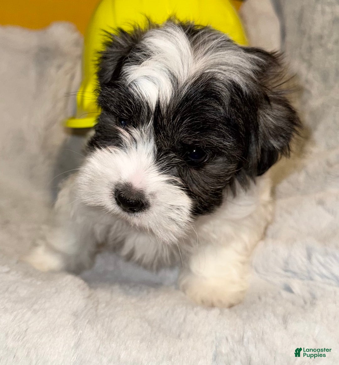 Mixed Breed dogs for sale: Lhatese Breed “Tubby” - Ad 6