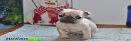 Pug dogs for sale: Beaula - Ad 2