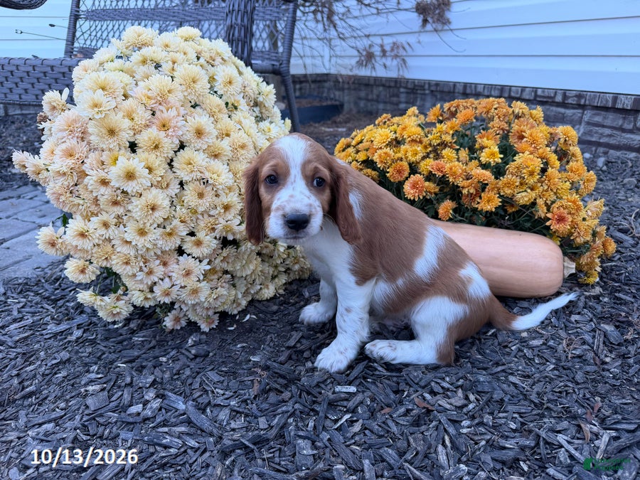Welsh Springer Spaniel dogs for sale: Lance - Ad 1