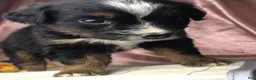 Australian Shepherd dogs for sale: Australian Shepherd 5 (female) - Ad 6