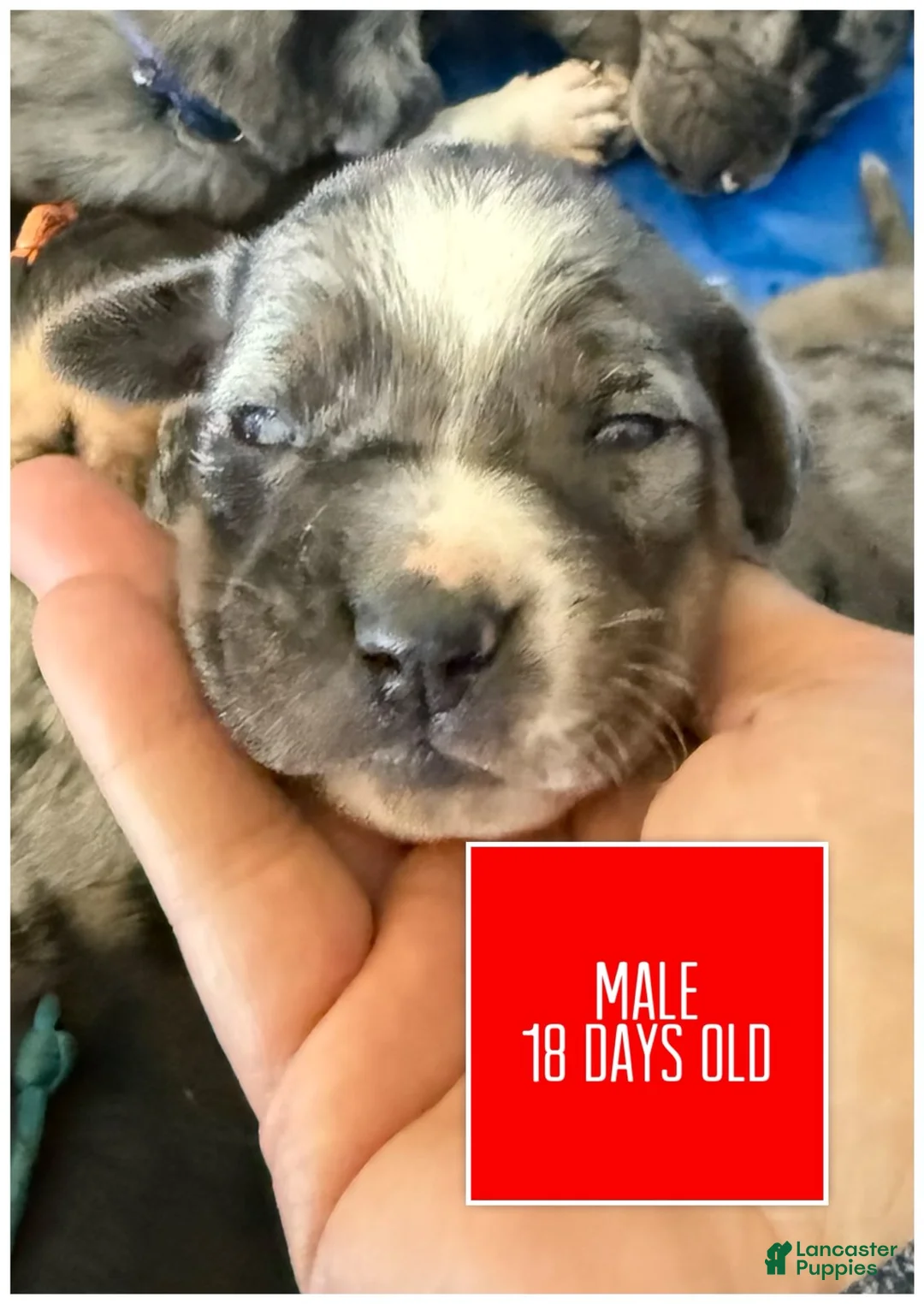 Catahoula Leopard Dog dogs for sale: Red, Male - Ad 5