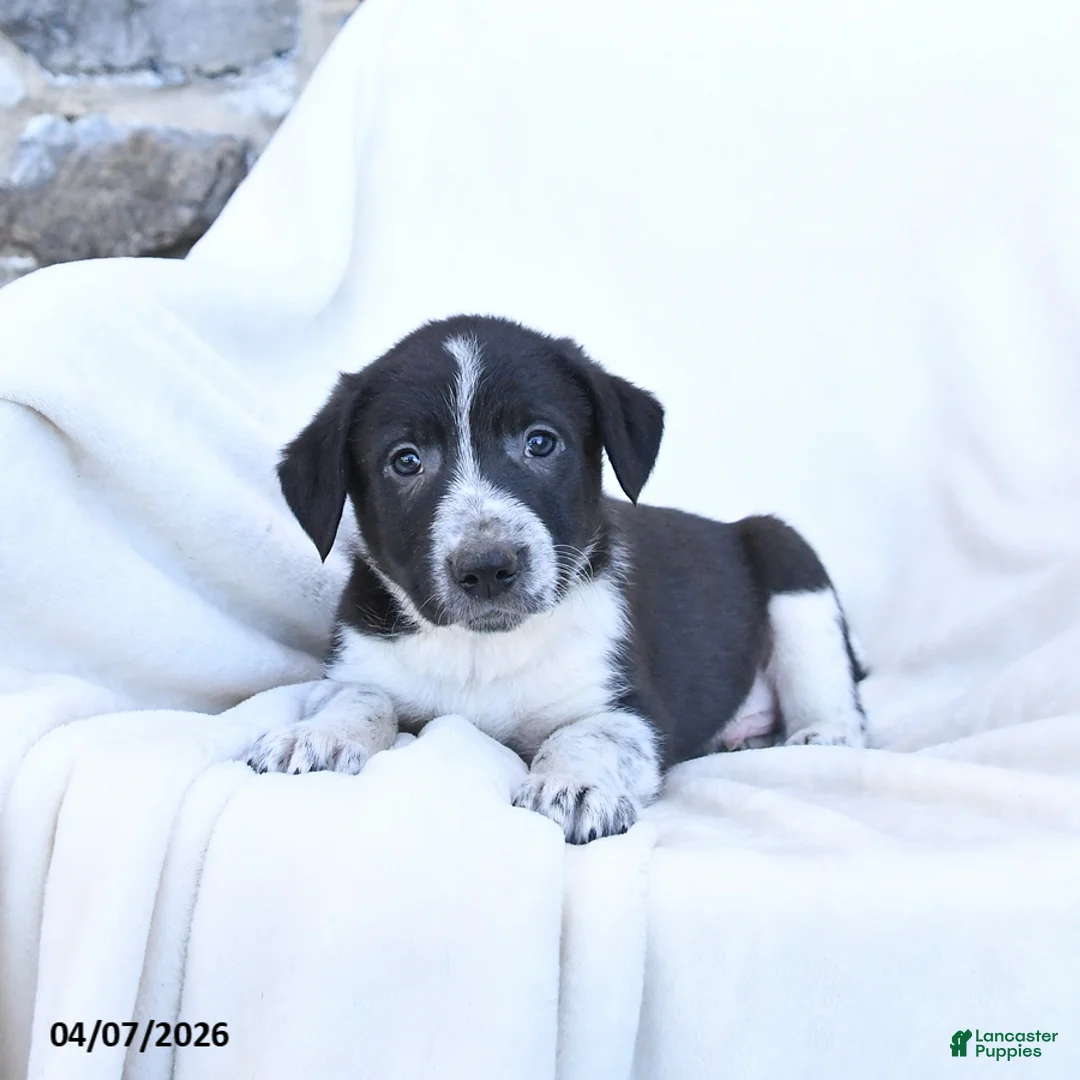 Border Collie dogs for sale: Freckles - Ad 5