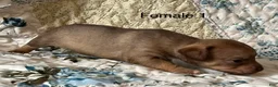 Chiweenie dogs for sale: Chiweenie 5 - Ad 5
