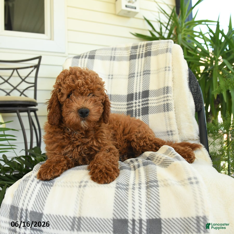 Mini Goldendoodle dogs Grayson - Ad 2