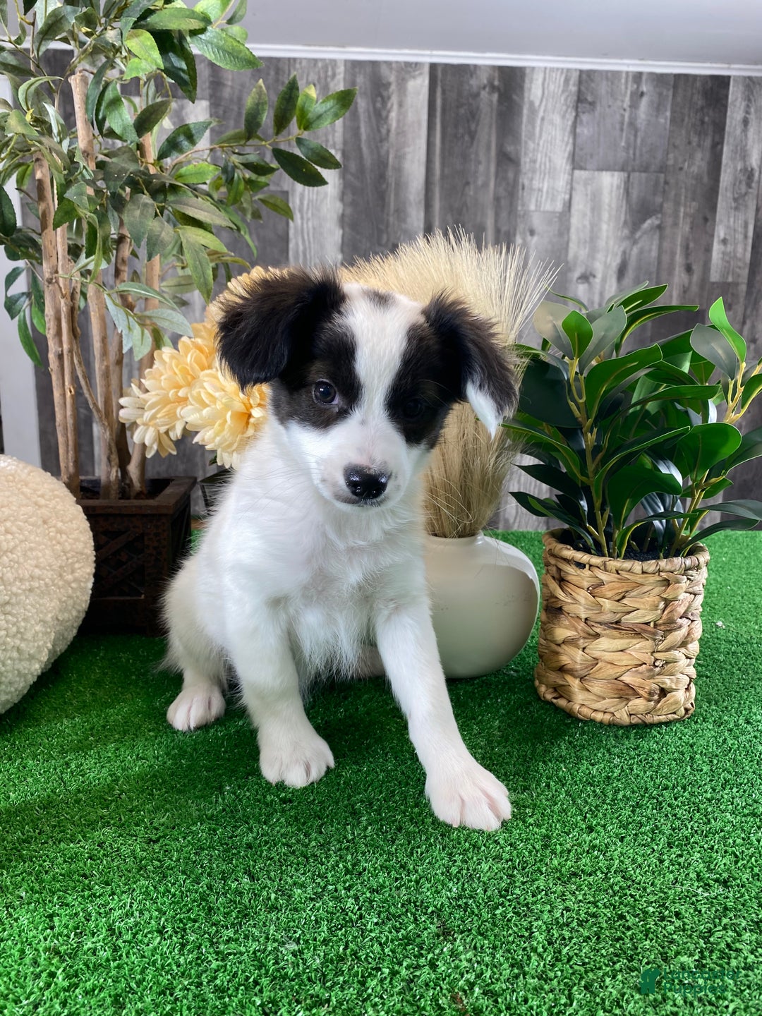 Papillon dogs for sale: Riley  - Ad 4