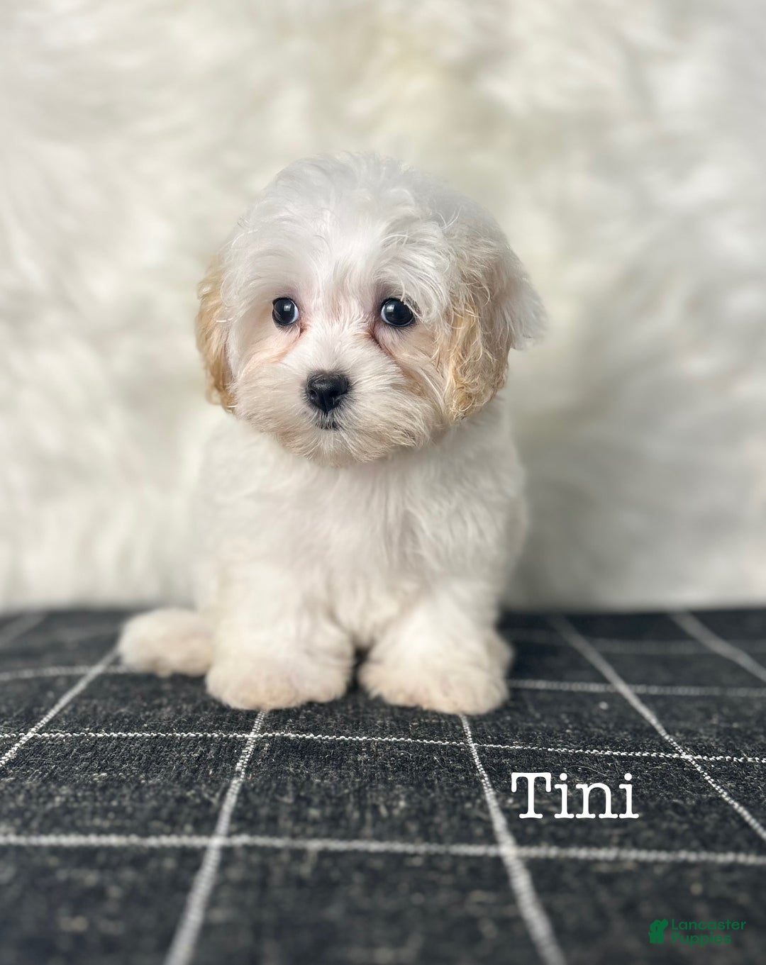 Toy full grown Maltipoo Puppies for sale Lancaster Puppies