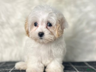 Maltipoo dogs - Ad 6