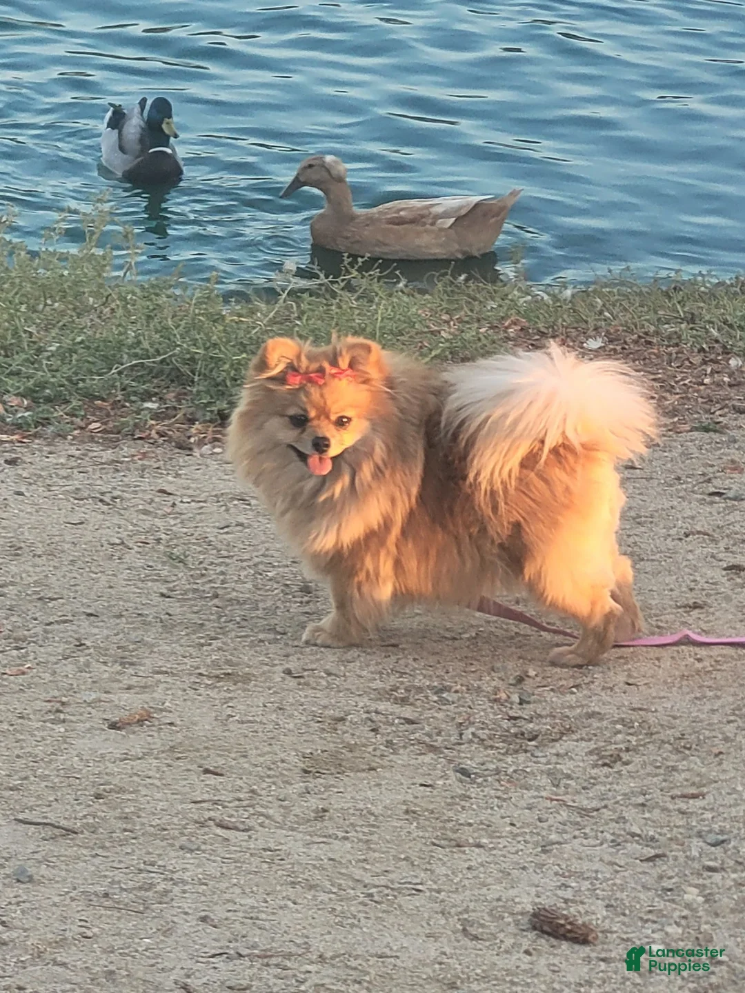 Pomeranian dogs for sale: Monchi - Ad 6