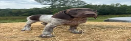 German Shorthaired Pointer dogs for sale: German Shorthaired Pointer 5 - Ad 3