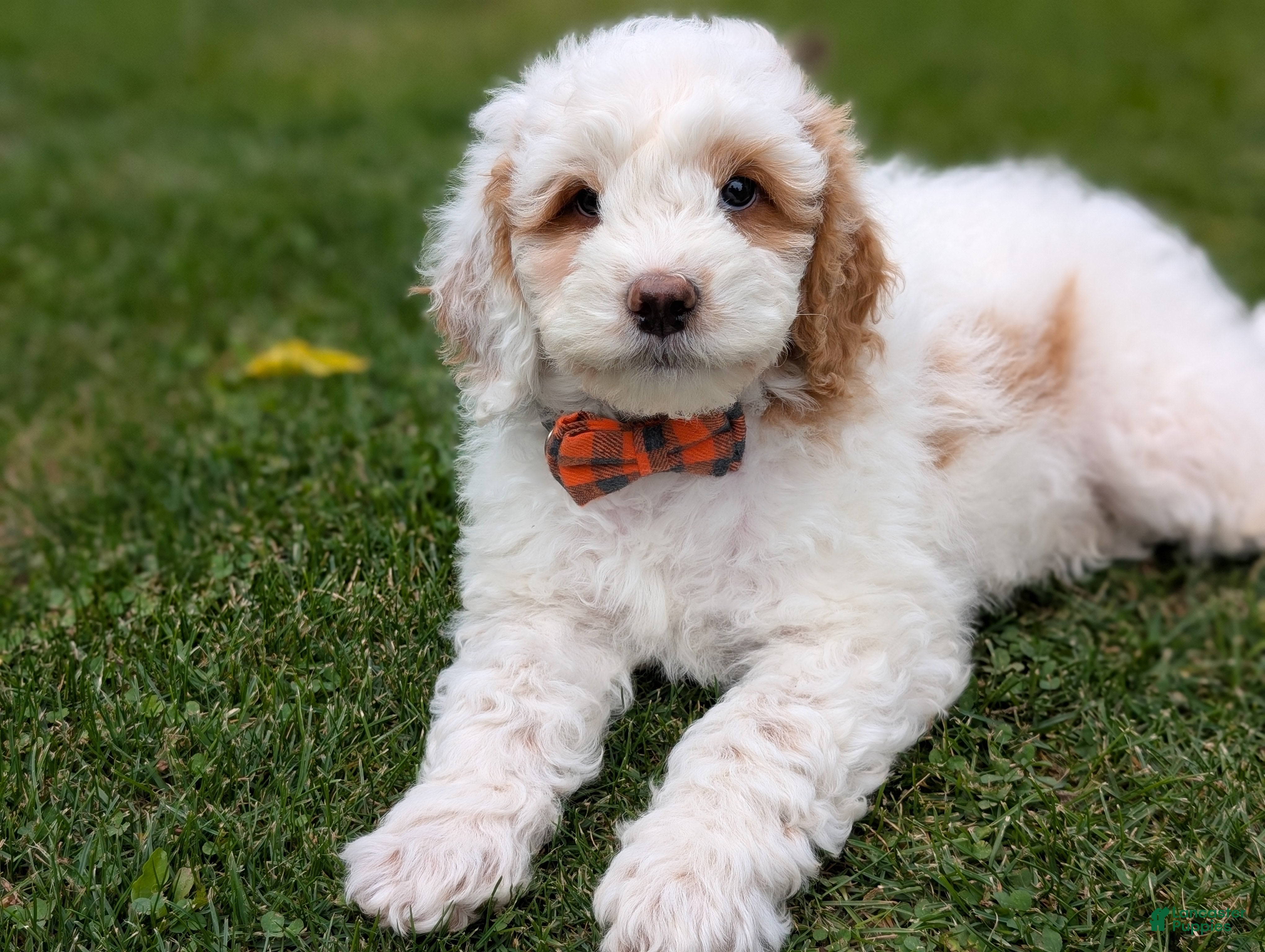 Mini Goldendoodle dogs Buddy - Ad 1