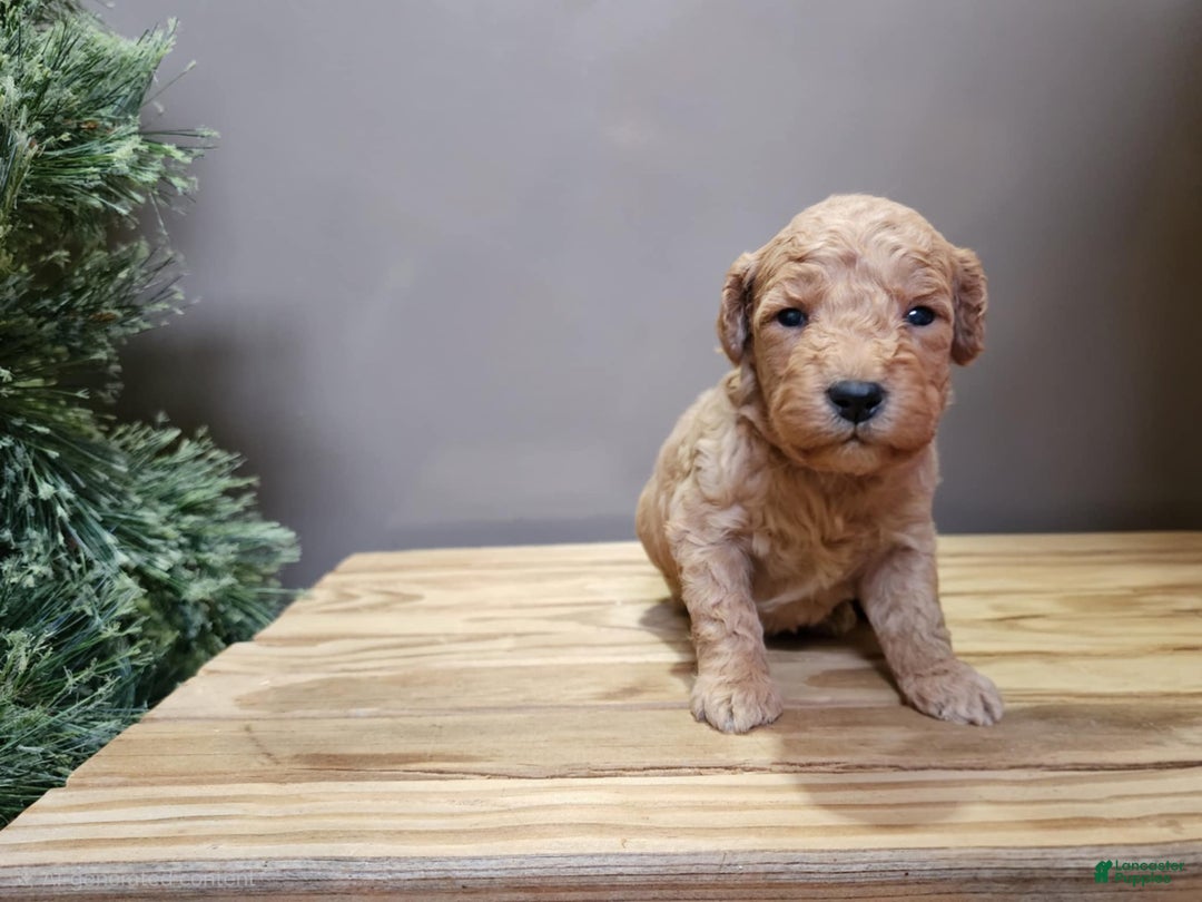 Mini Goldendoodle dogs for sale: Houston - Ad 18