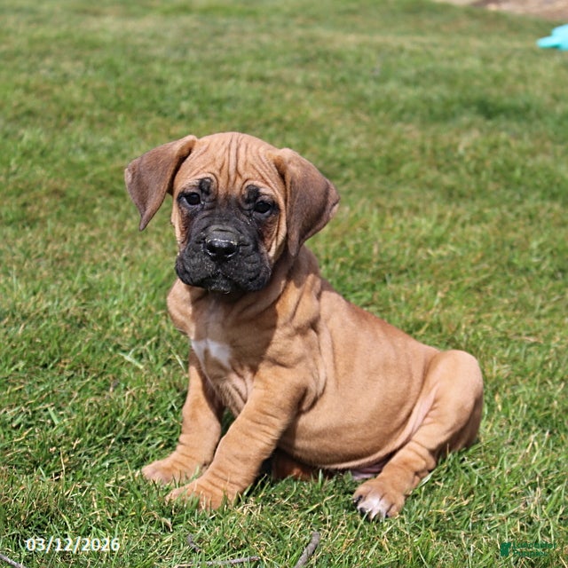 Cane Corso dogs Gunner - Ad 1