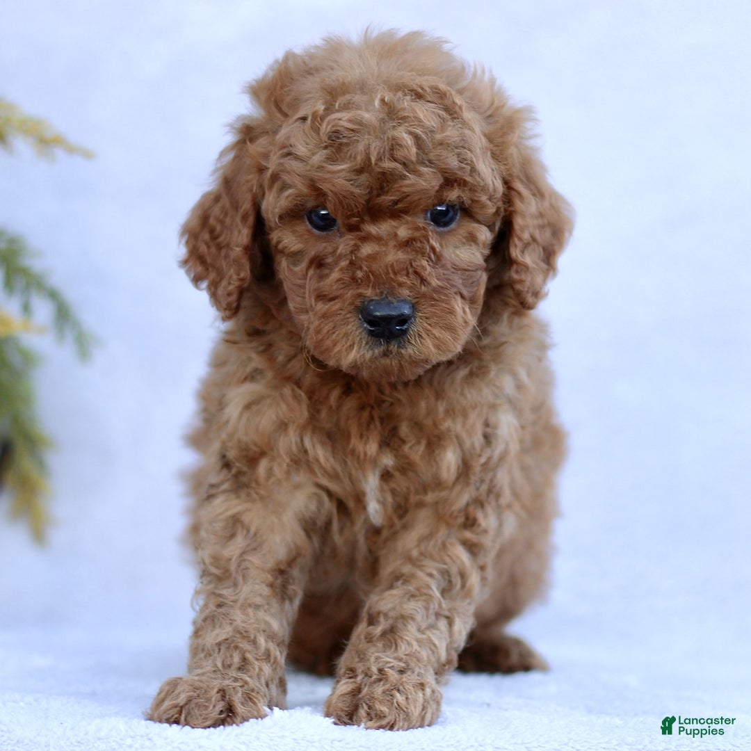 Mini Goldendoodle dogs for sale: Logan  - Ad 2
