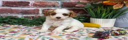 Cavapoo dogs for sale: Aurora - Ad 5