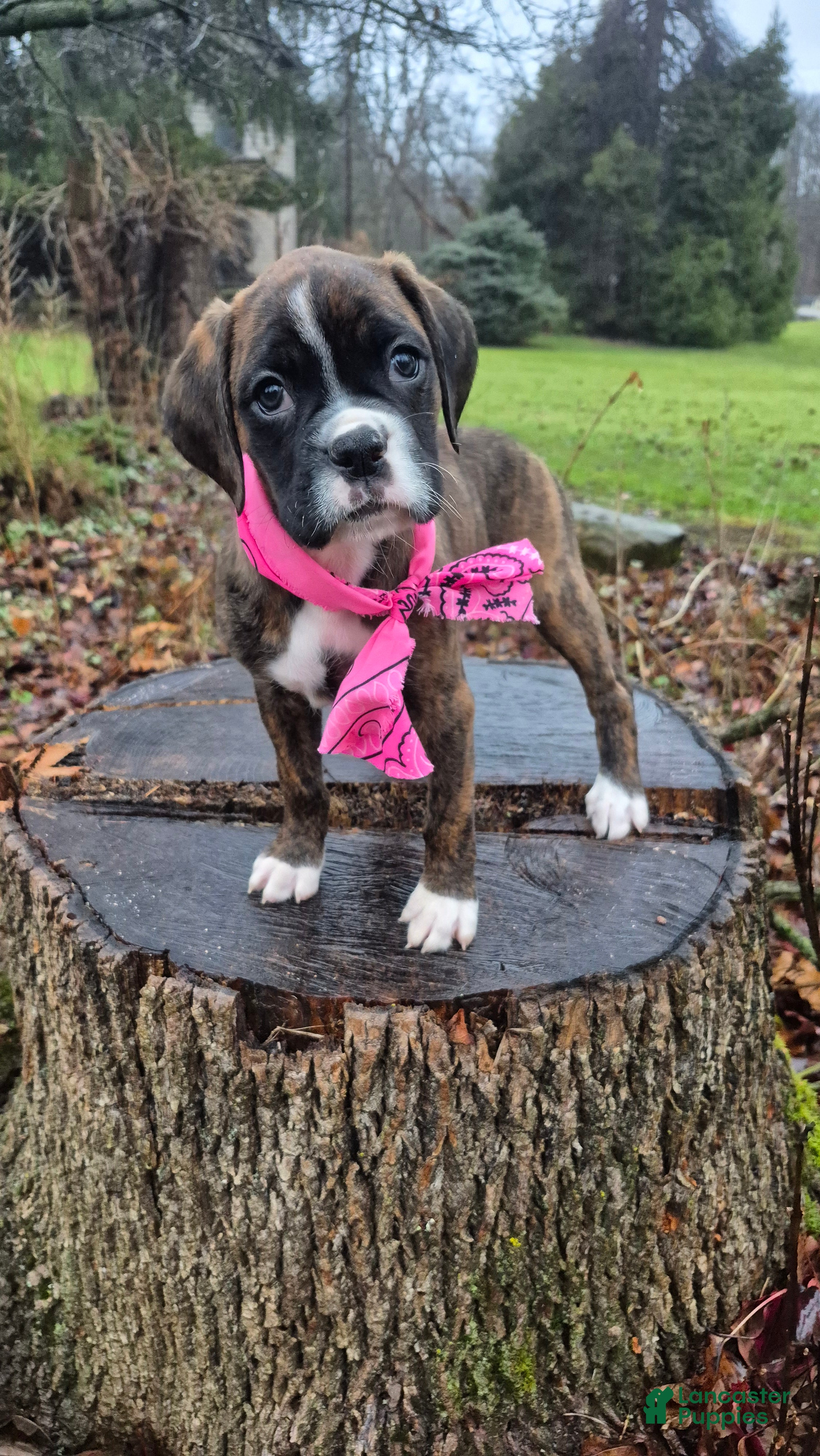Boxer dogs Maggie - Ad 36