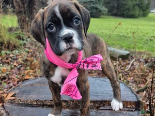 Boxer dogs Maggie - Ad 36