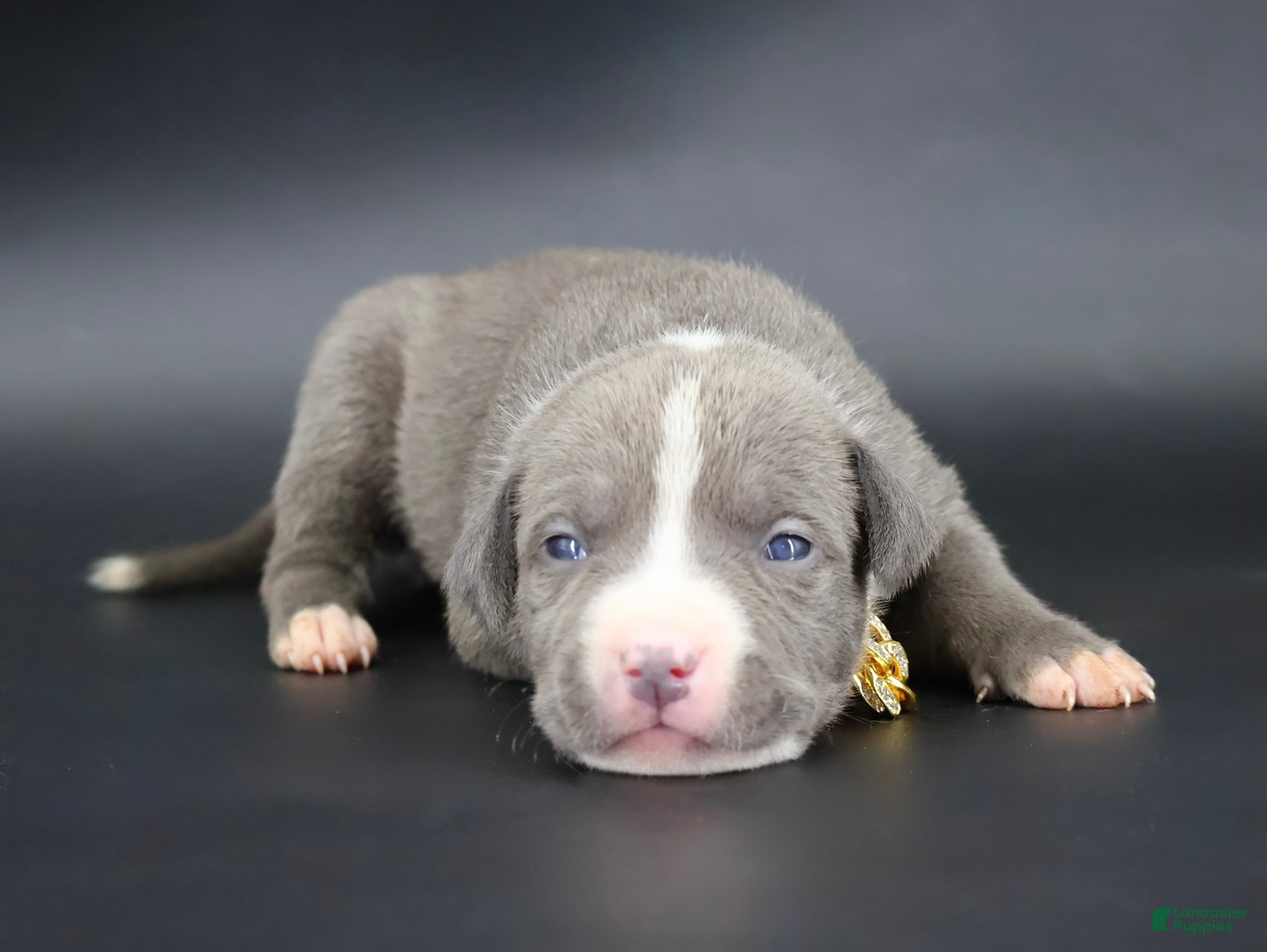 American Bully dogs Esther - XL - ABKC - Ad 1