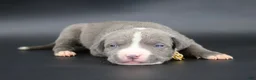 American Bully dogs for sale: Esther - XL - ABKC - Ad 1