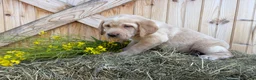 Labrador Retriever dogs for sale: Ginger - Ad 15