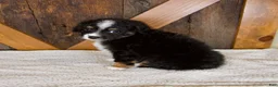 Mini Bernedoodle dogs for sale: Princess - Ad 4
