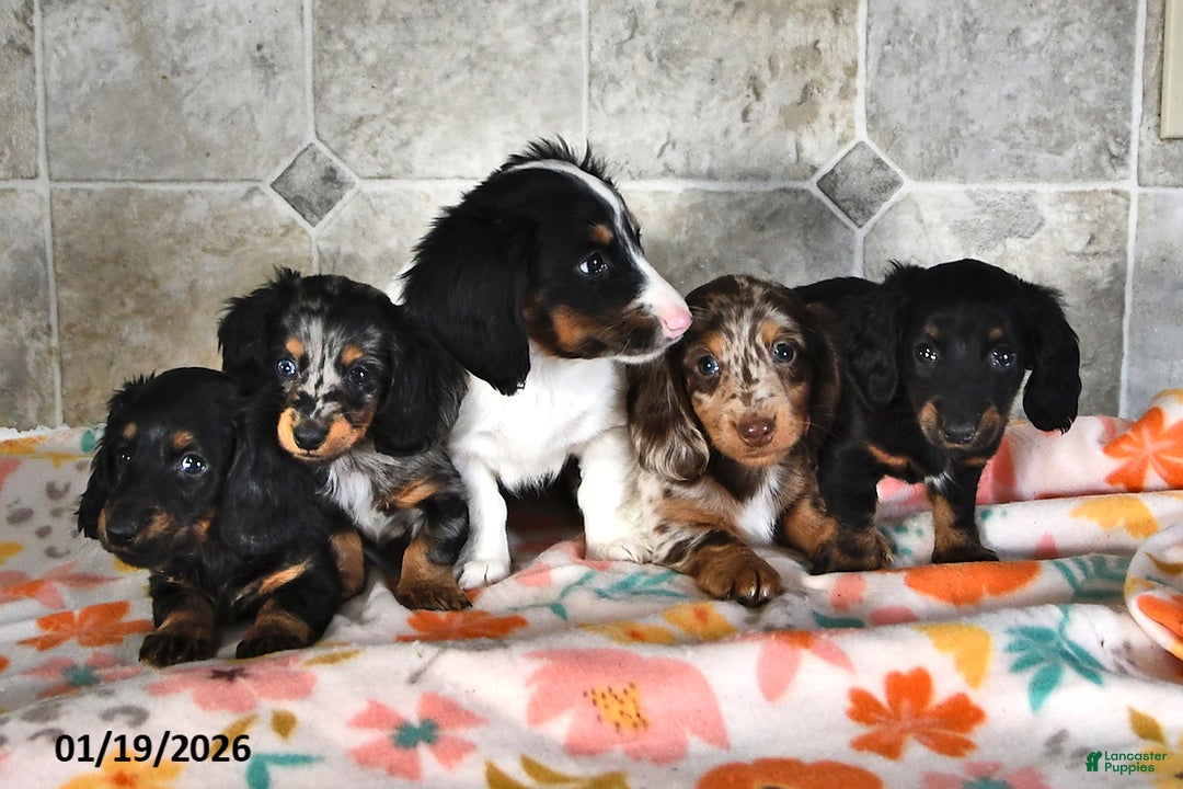Miniature Dachshund dogs for sale: Rocky - Ad 3