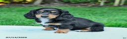 Miniature Dachshund dogs for sale: Darcy - Ad 2