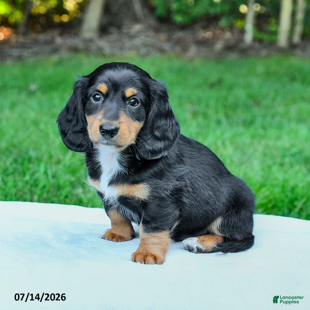 Miniature Dachshund dogs for sale: Darcy - Ad 2