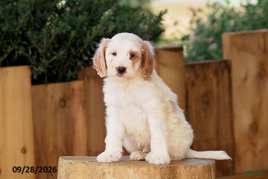 Mini Goldendoodle dogs Trevor - Ad 2