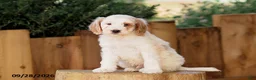 Mini Goldendoodle dogs for sale: Trevor - Ad 2