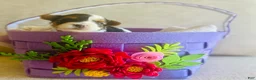 Biewer Terrier dogs for sale: Biewer Terrier Puppy 3 - Ad 4