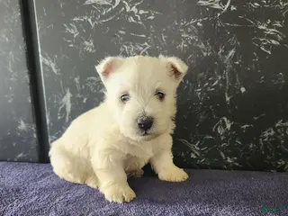 West Highland Terrier dogs for sale: Teddy - Ad 1