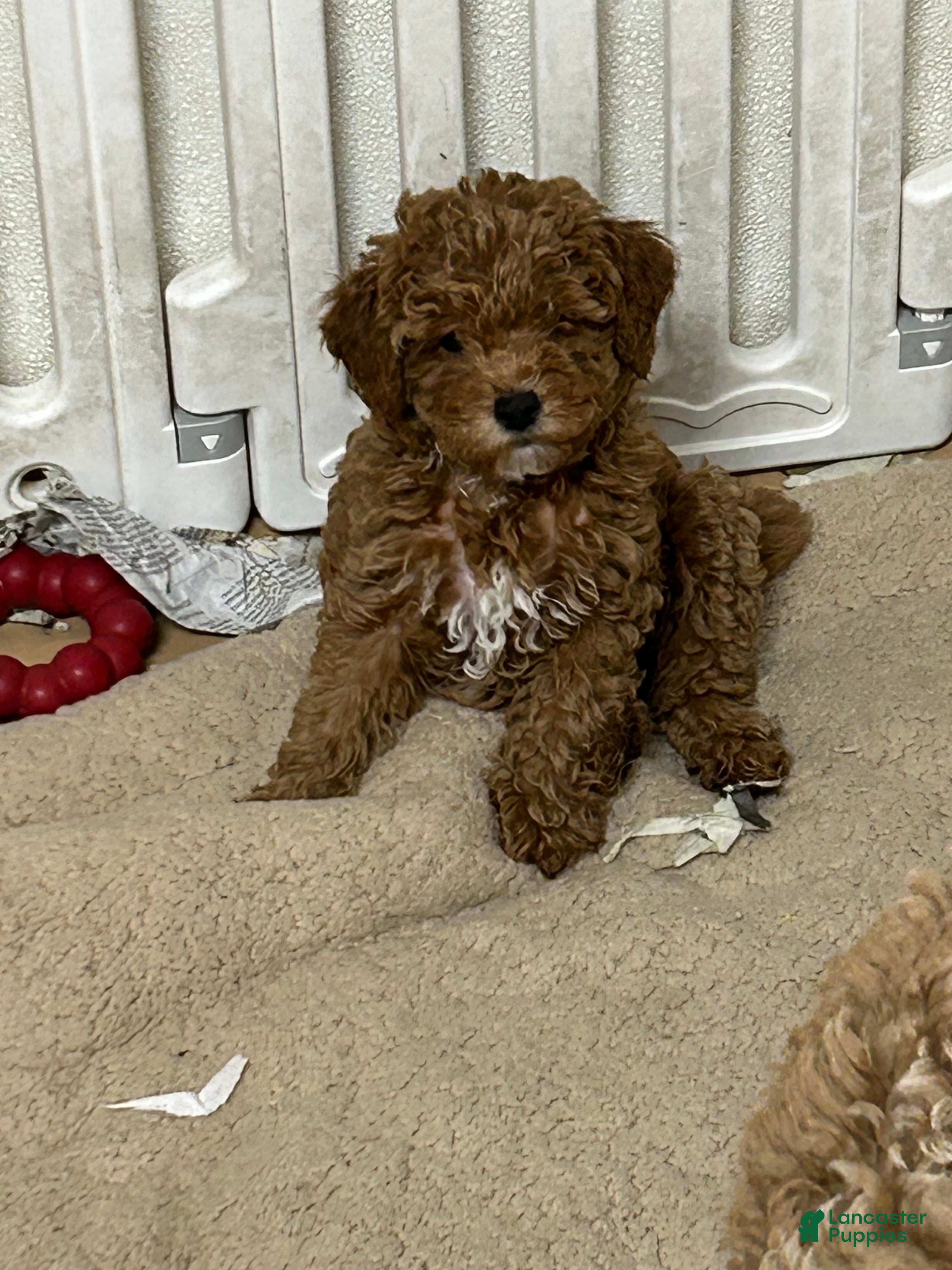 Mini Goldendoodle dogs Petite Mini Goldendoodle Sugar Plum - Ad 20
