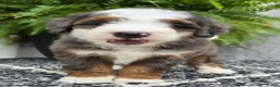Mini Bernedoodle dogs for sale: Mini Remi - Ad 15