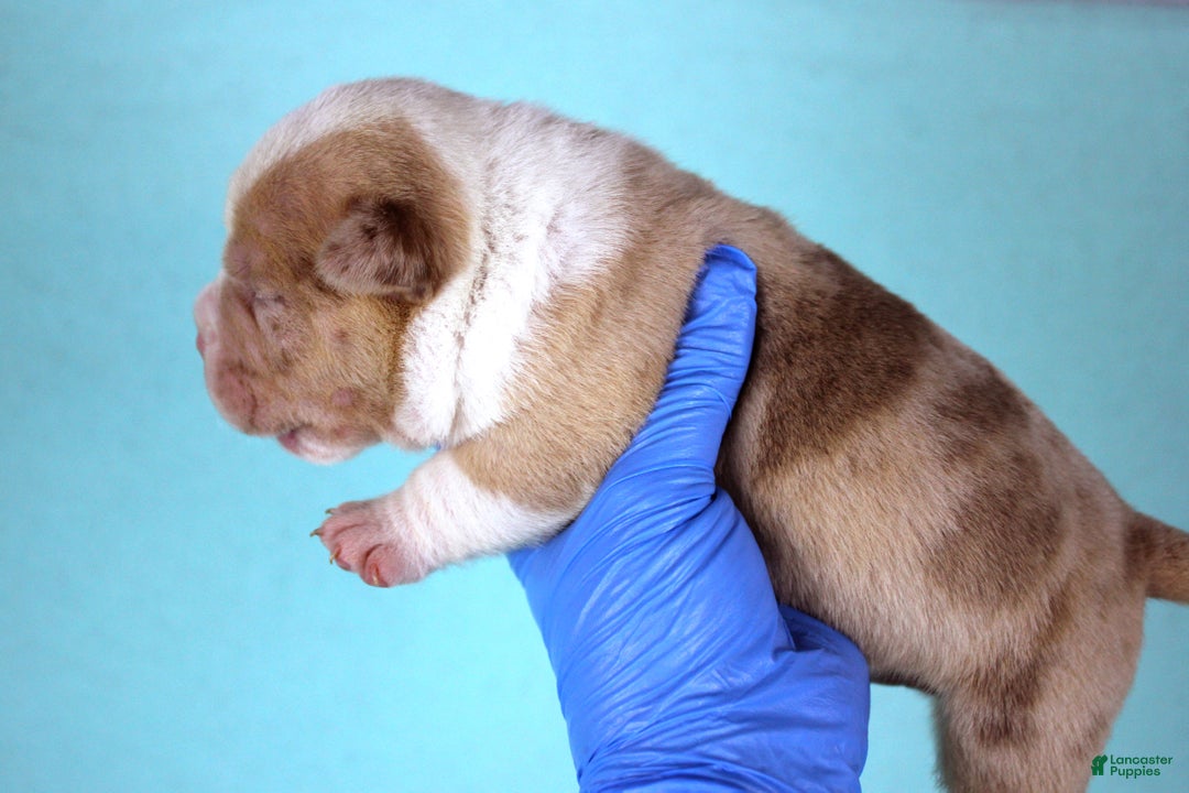 American Bully dogs for sale: Chocolate Merle Male - Ad 2