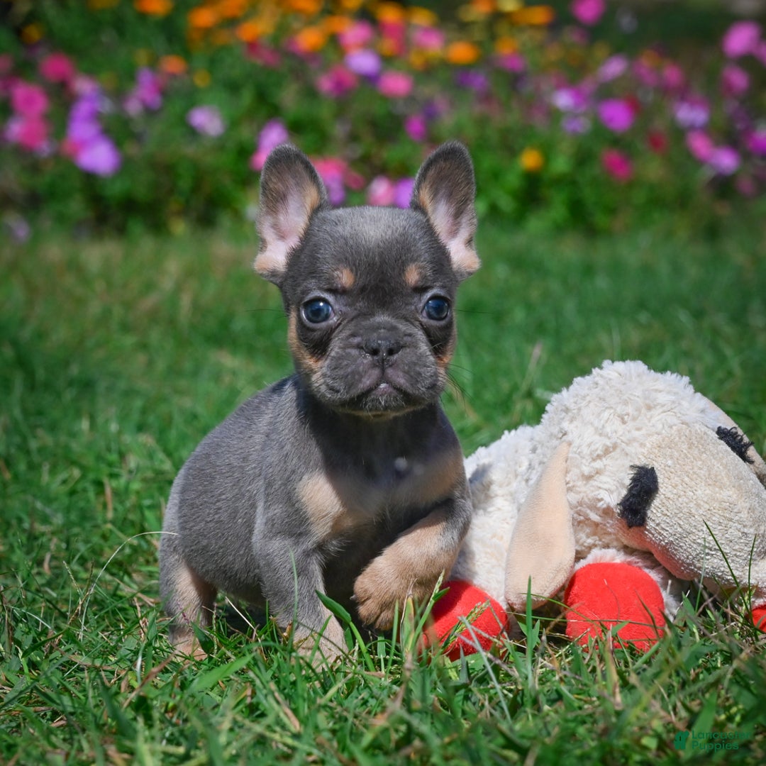 French Bulldog dogs for sale: Carrissa - Ad 3